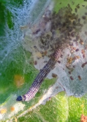 Cyclophora punctaria