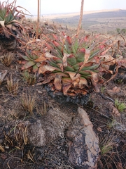 Aloe pretoriensis