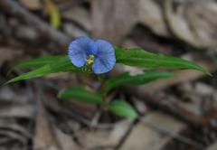 Commelina ensifolia