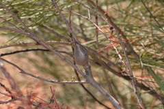 Hakea orthorrhyncha