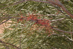 Hakea orthorrhyncha