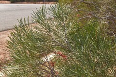 Hakea orthorrhyncha