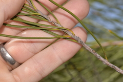 Hakea orthorrhyncha