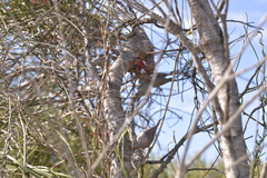 Hakea orthorrhyncha