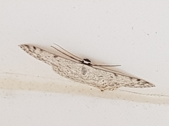Scopula marginepunctata