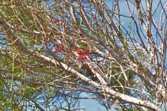 Hakea orthorrhyncha