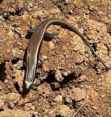 Eutropis carinata