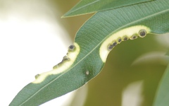 Pseudomonas