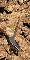 Eutropis carinata
