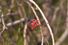 Hakea orthorrhyncha