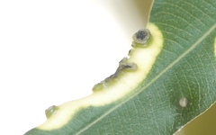 Pseudomonas
