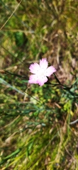 Dianthus capitatus
