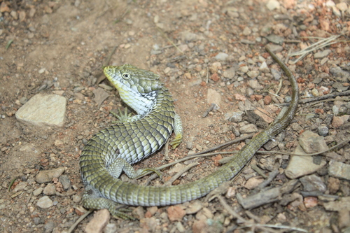 Oaxaca Arboreal Alligator Lizard