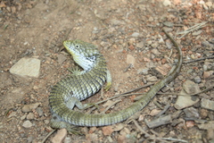 Abronia oaxacae