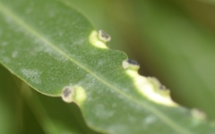 Pseudomonas