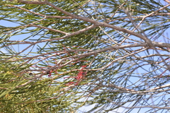 Hakea orthorrhyncha