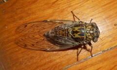 Cicada orni