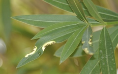 Pseudomonas