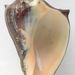 Caracol Chivita del Pacífico - Photo Jan Delsing, sin restricciones conocidas de derechos (dominio público)