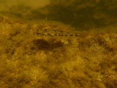 Gobio occitaniae