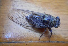 Cicada orni