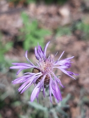 Centaurea