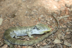 Abronia oaxacae