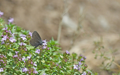 Pseudophilotes barbagiae