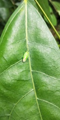 Urolabida