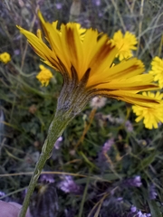 Scorzoneroides autumnalis