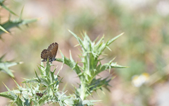Pseudophilotes barbagiae