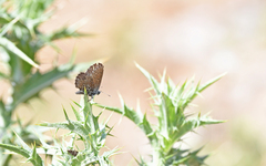 Pseudophilotes barbagiae