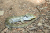 Oaxaca Arboreal Alligator Lizard - Photo (c) Octavio Ramirez, some rights reserved (CC BY-NC), uploaded by Octavio Ramirez