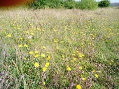 Scorzoneroides autumnalis