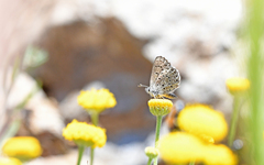 Pseudophilotes barbagiae