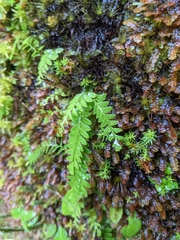 Osmolindsaea odorata