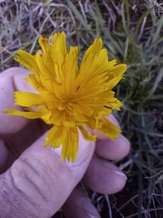 Scorzoneroides autumnalis