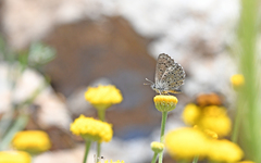 Pseudophilotes barbagiae
