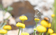Pseudophilotes barbagiae