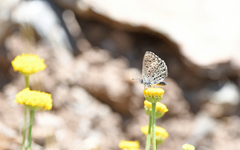Pseudophilotes barbagiae