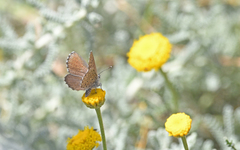Pseudophilotes barbagiae