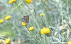 Pseudophilotes barbagiae