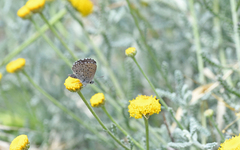 Pseudophilotes barbagiae