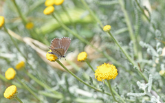 Pseudophilotes barbagiae