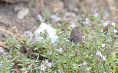 Pseudophilotes barbagiae