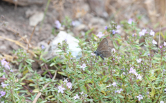 Pseudophilotes barbagiae