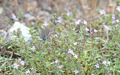 Pseudophilotes barbagiae