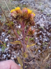 Pentanema squarrosum