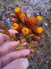 Pentanema squarrosum