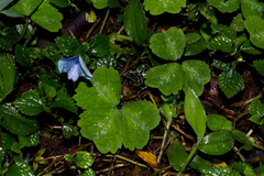 Parochetus communis subsp. africanus image